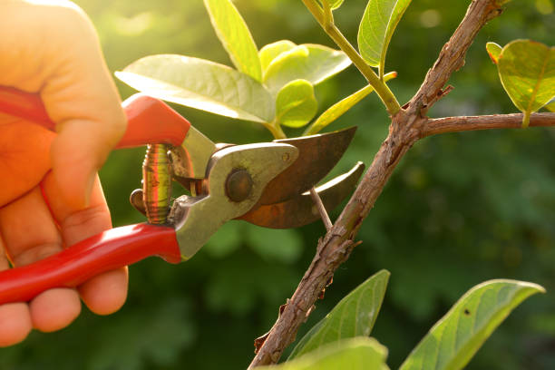 Trusted Richfield, MN Tree Services Experts